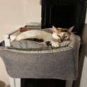 おしゃべり大好き！猫が大好きミケネコさん