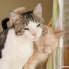小柄なひるがのくん【飛騨】 サムネイル4