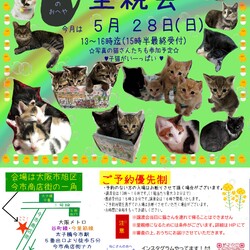子猫だらけの里親会