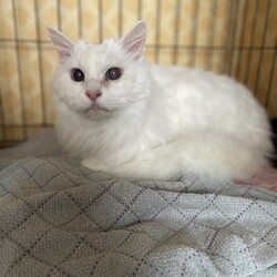 子猫だらけの里親会 サムネイル2