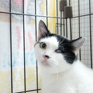 白黒の美人猫ちゃん