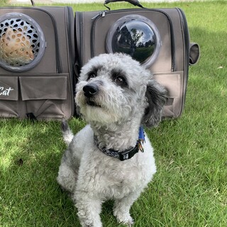 プードル元気いっぱいの４歳の男の子！