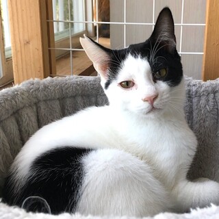 １歳だけどボスっぽい貫禄　おもち君