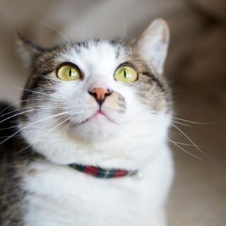 ちまきちゃんメス4歳