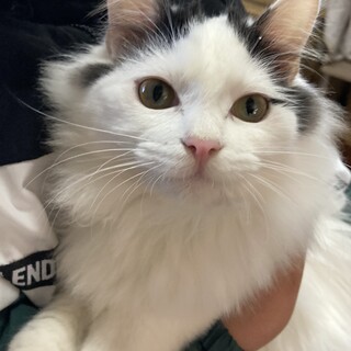 かわいい人馴れ長毛♂