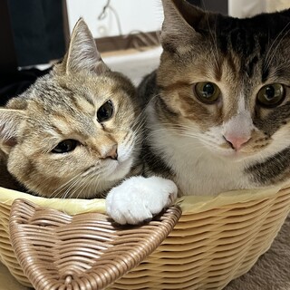 猫2匹引き取り手探しています