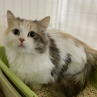 大人しい美人系短足のマンチカンです　未去勢です