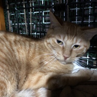 茶トラ１１か月　ちょっとビビりで不器用なハンサム君