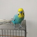 セキセイインコ8才男の子　手乗り