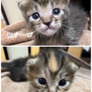 可愛いニーナ＆ツナ