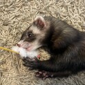 アメリカンフェレット︎︎ ♀の里親募集