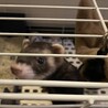 アメリカンフェレット︎︎ ♀の里親募集 サムネイル2