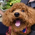  両手両足をくくられ虐待されていたバロンくん