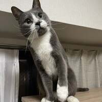 ビビ