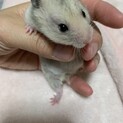 キンクマとゴールデンハムスターの赤ちゃん