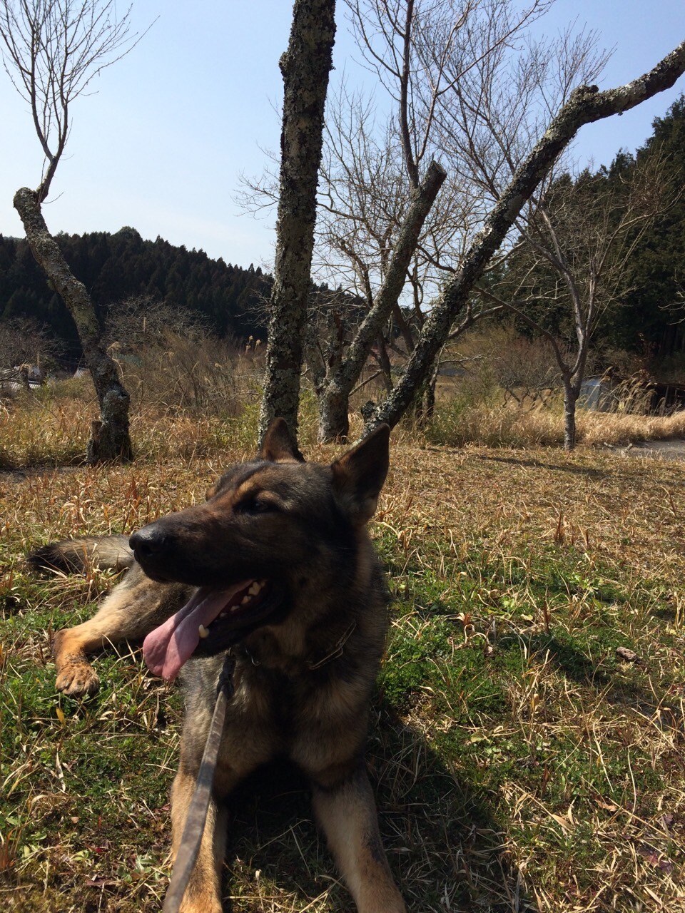 リヒト