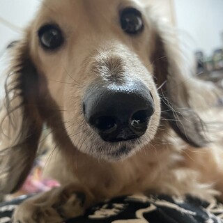 人懐っこく甘えん坊です