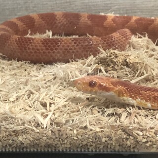 コーンスネークアルビノサングロー♂