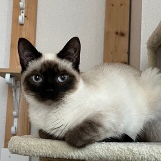 いっぱい遊びたい女の子ルネちゃん