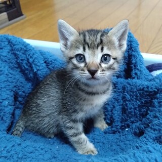 1ヶ月の可愛い子猫「ライムくん」