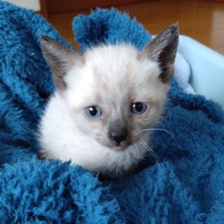 1ヶ月の可愛い子猫「ライムくん」