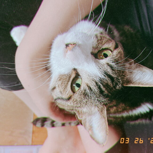 m.y_陽のカバー写真