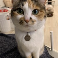 コムギ
