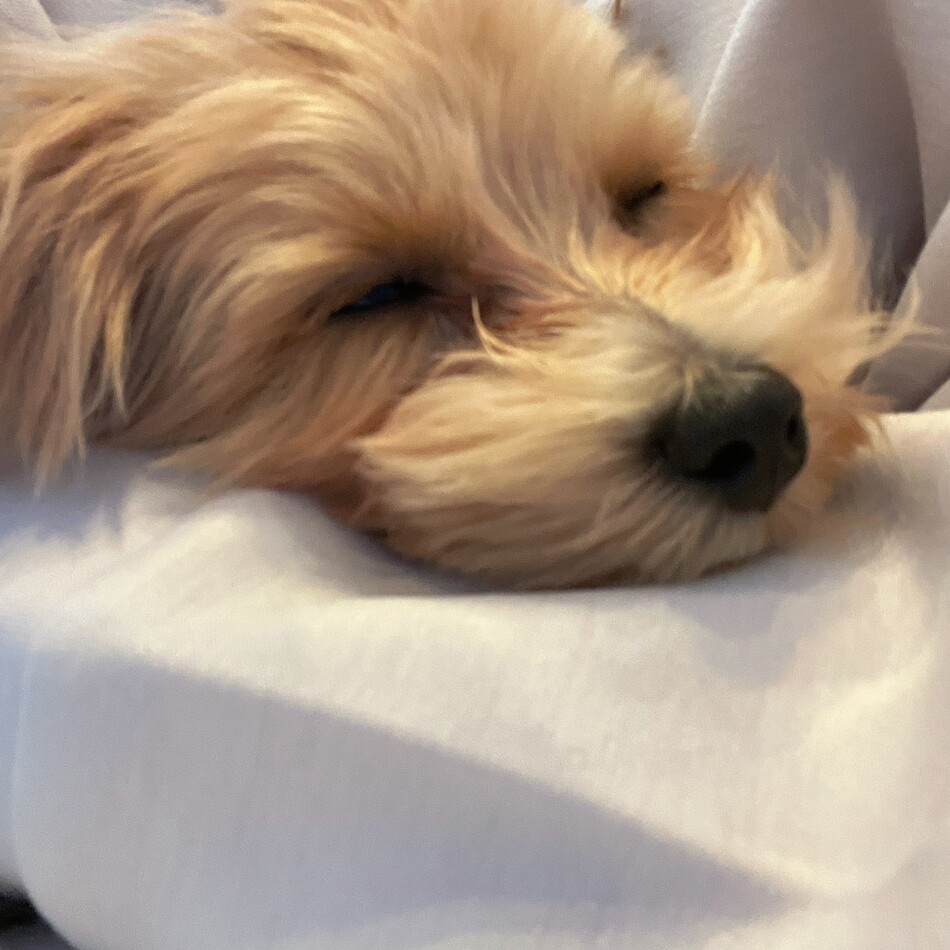 ロネのカバー写真