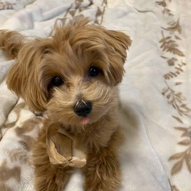 aoi0604のカバー写真