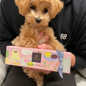 バレンタインデー