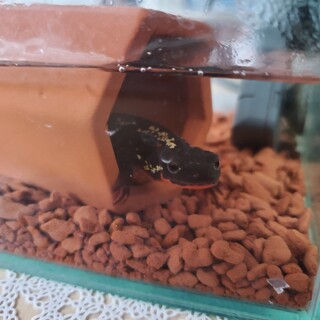 シリケンイモリのメスです