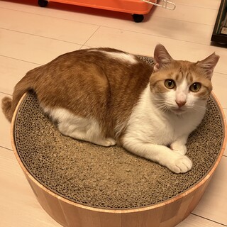 奄美から来た小柄でフレンドリー♡茶白の女の子