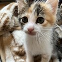 愛くるしいお顔の三毛猫ちゃん