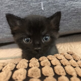 元気いっぱい甘えんぼなビービちゃん