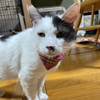 顔は怖そうだけど甘えん坊のダイナランドくん