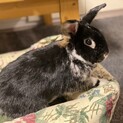 うさぎ　黒　5歳　去勢済み　いい子です！