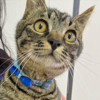 甘えん坊で抱っこ大好きキジトラあお君