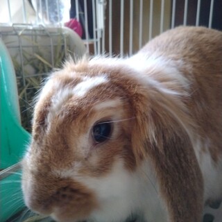 ホーランドロツプの元気な女の子です。