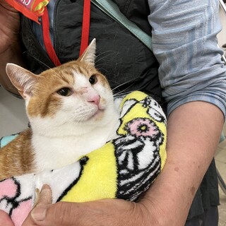 譲渡会参加可中‼︎5歳茶白の男の子