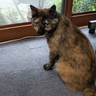 珍しいサビ柄の男の子　マレくん