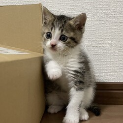 三重県桑名市5月14日(日)リトルパウエイド譲渡会