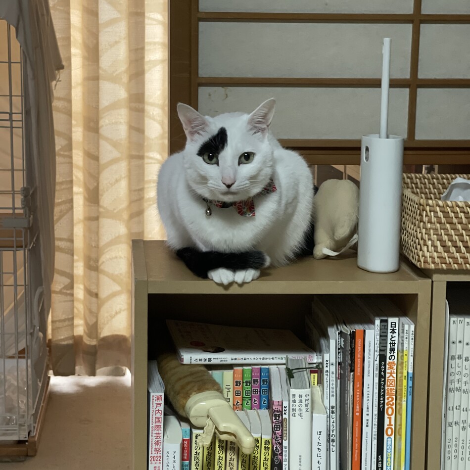 まめのカバー写真