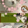 シニアだけどシニアに見えない桜ちゃん