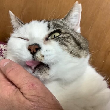 とってもお茶目で可愛い保護猫桜ちゃん