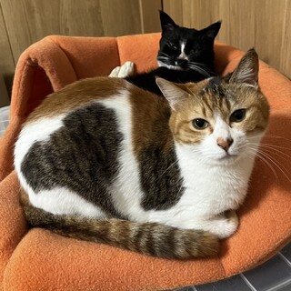 ◎おなかにハート柄◎おとなしい三毛猫ちゃん♀