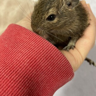 【デグー】2023年2月末生まれ4匹