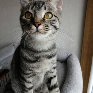 キジトラ男子！かつおくん