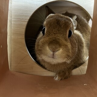 ネザーランドドワーフ里親募集