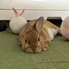 ネザーランドドワーフ里親募集 サムネイル3