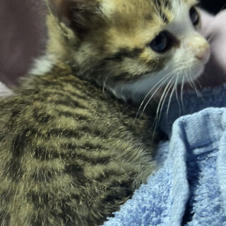 生後1ヶ月の仔猫です